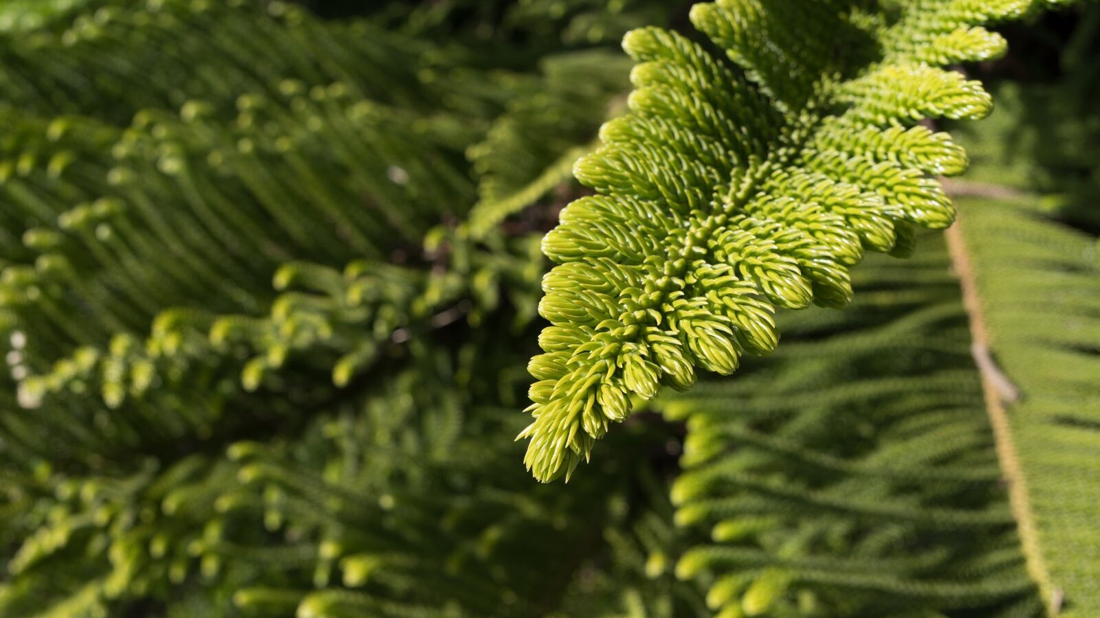 A Norfolk Island pine with perfectly symmetrical tiered horizontal branches