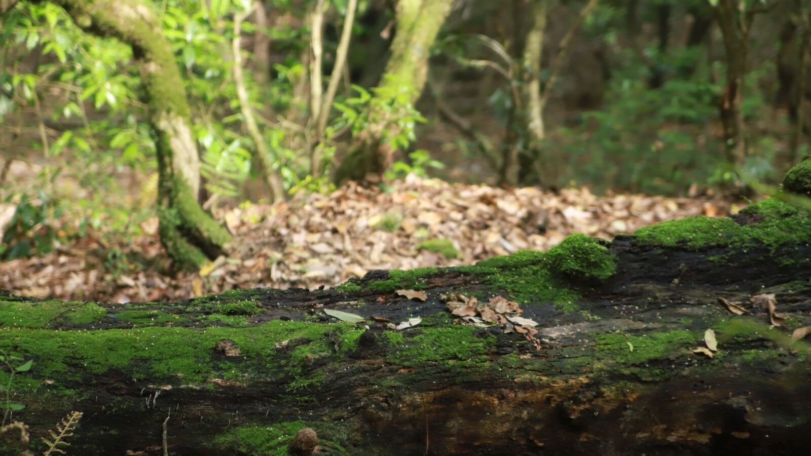 Leaf litter breaking down on a forest floor, returning nutrients to the soil