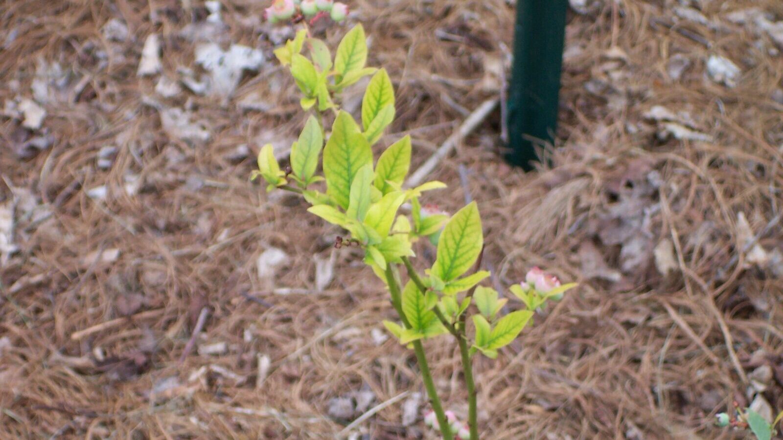 Interveinal chlorosis on young leaves showing green veins against yellow tissue