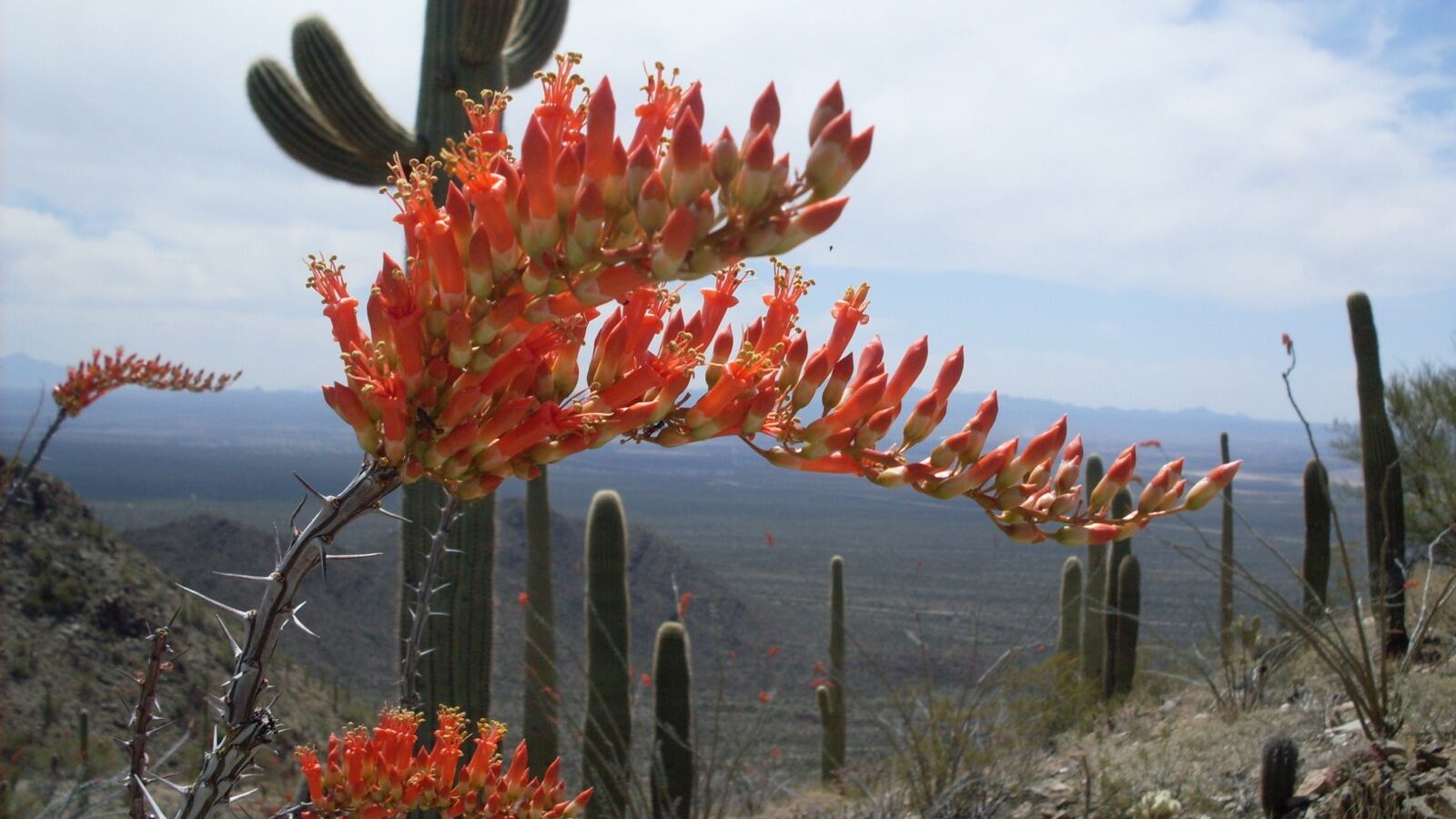 Ocotillo with tall thorny wand-like stems tipped with red flowers in the desert