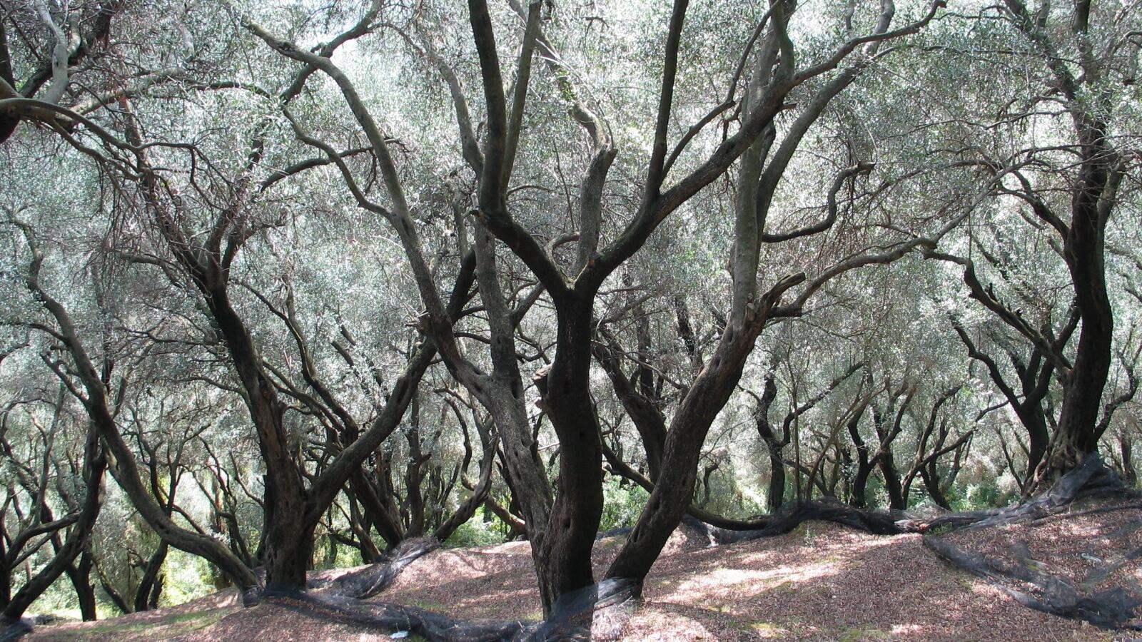 An ancient olive tree with a hollow gnarled trunk and silver-green canopy