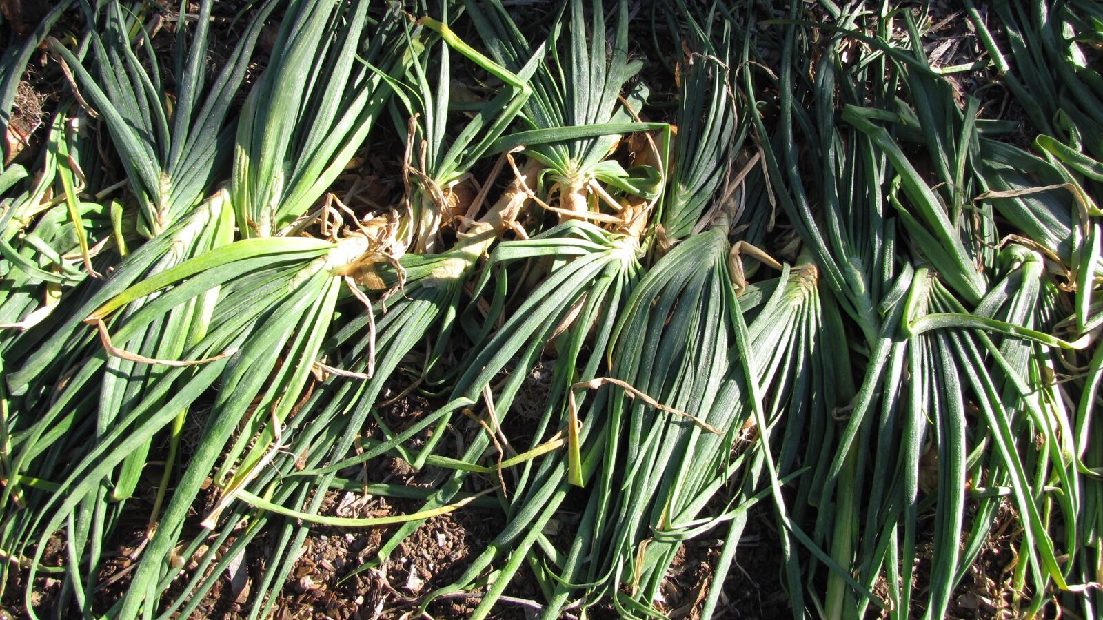 Onions lifted and laid out to cure with their tops still attached