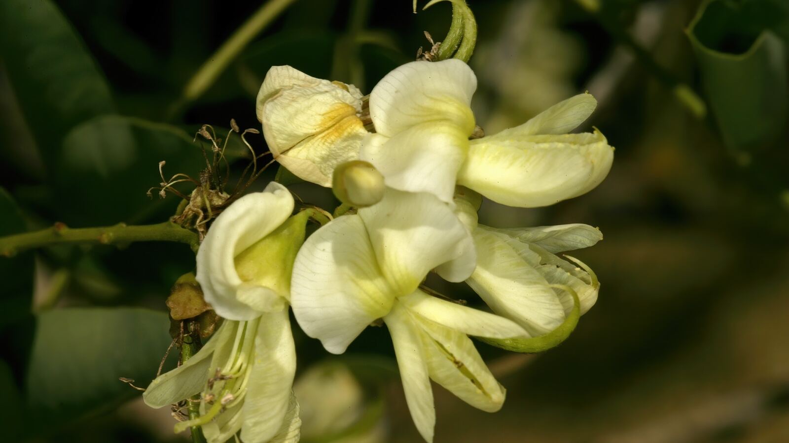 Pagoda tree covered in loose sprays of creamy-white pea flowers