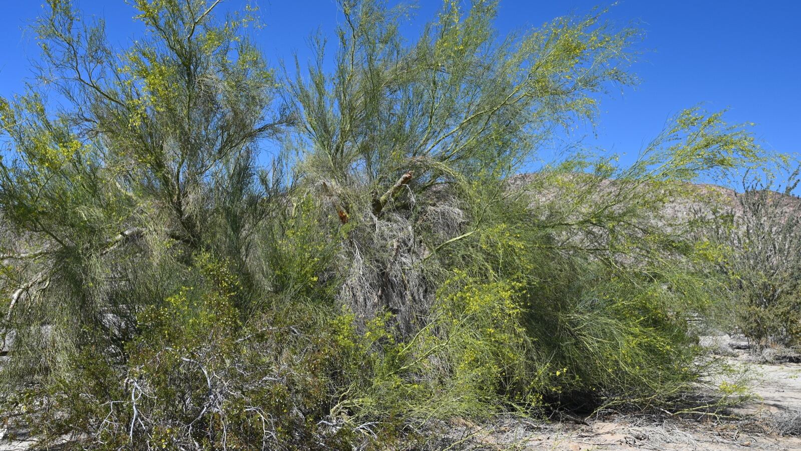 Palo verde tree with distinctive green trunk and branches and yellow flowers