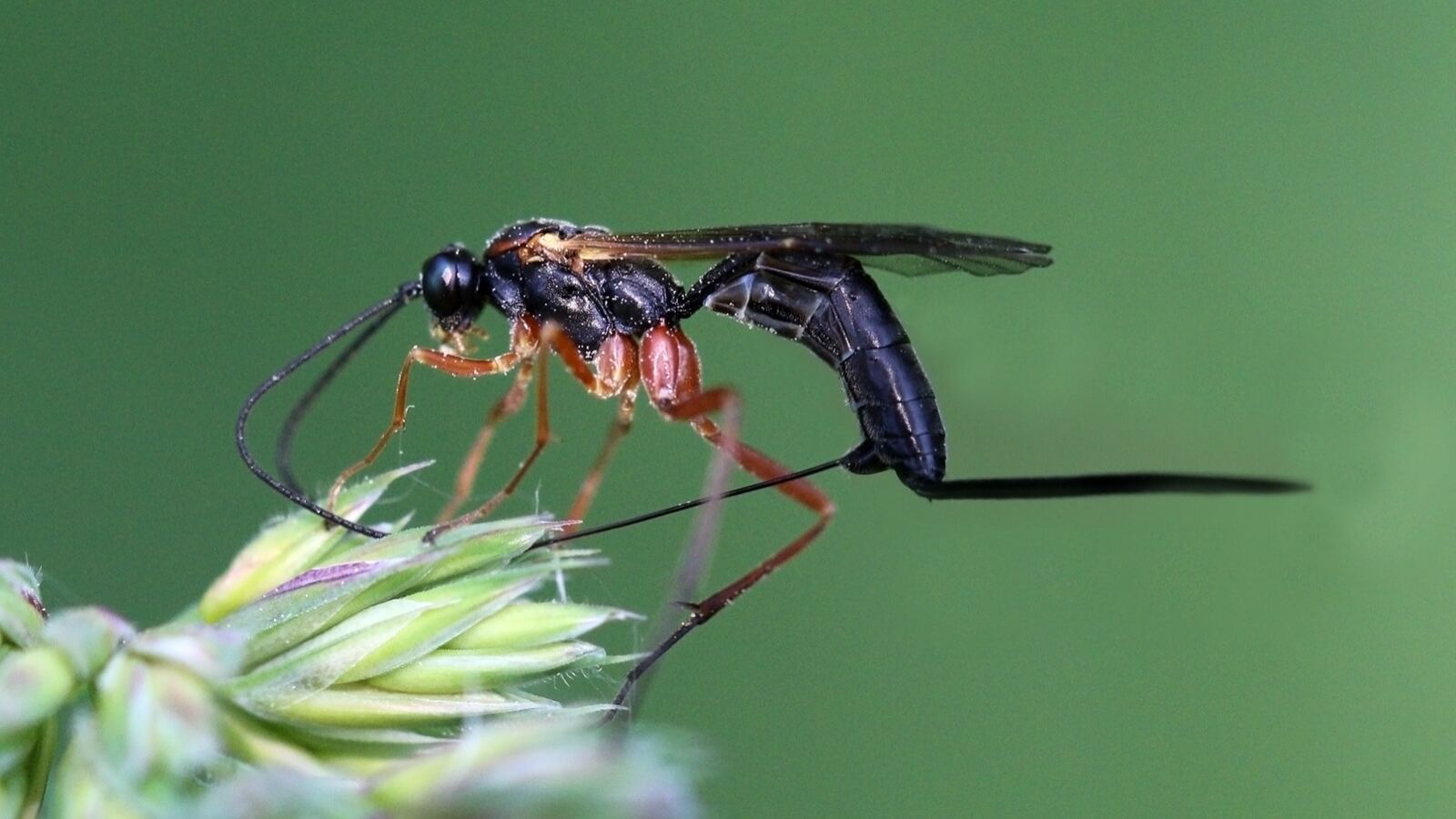 A tiny parasitoid wasp laying an egg in an aphid