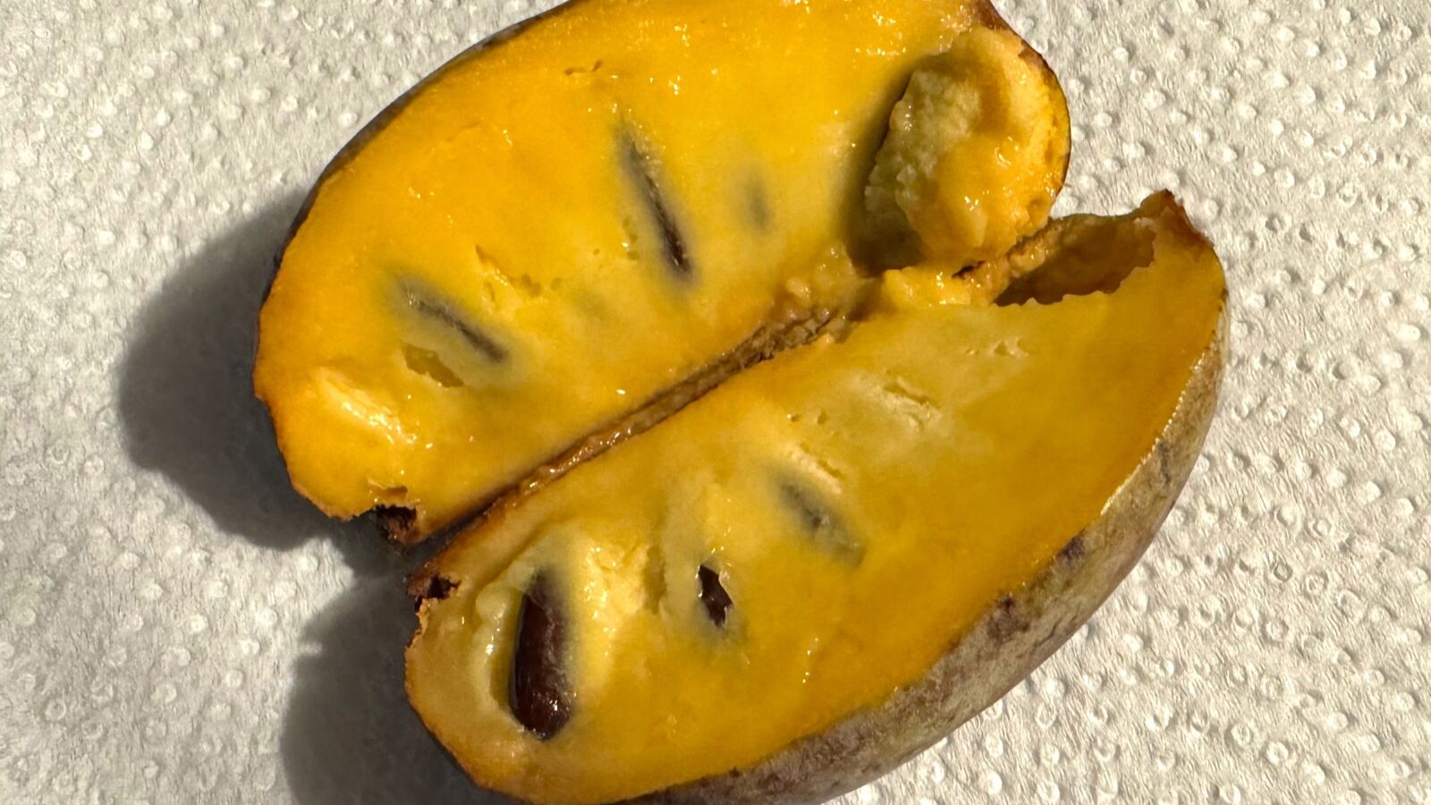 Green pawpaw fruit hanging in a cluster beneath large drooping leaves