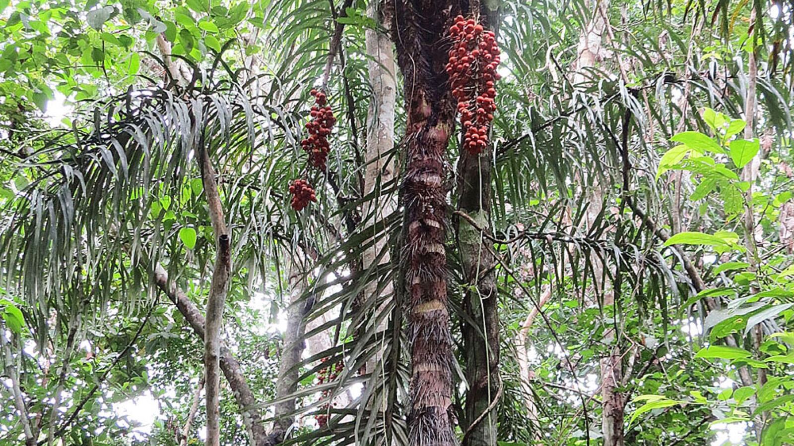 Clusters of orange-red peach palm fruit on a spiny palm trunk
