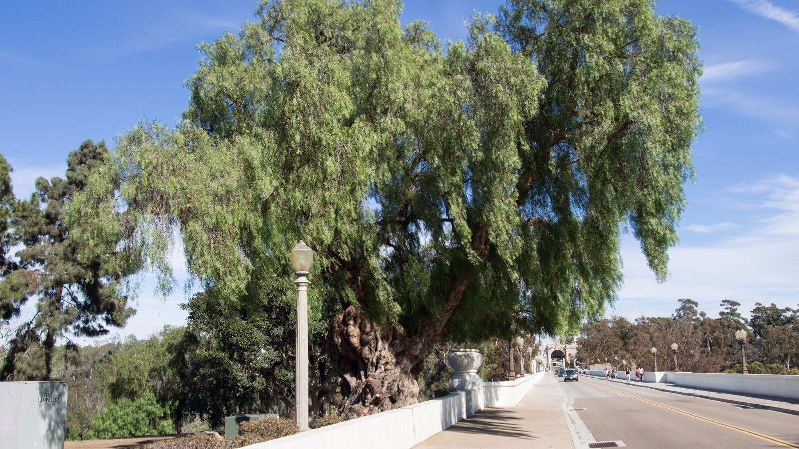 Pepper tree branch hung with drooping clusters of rose-pink berries