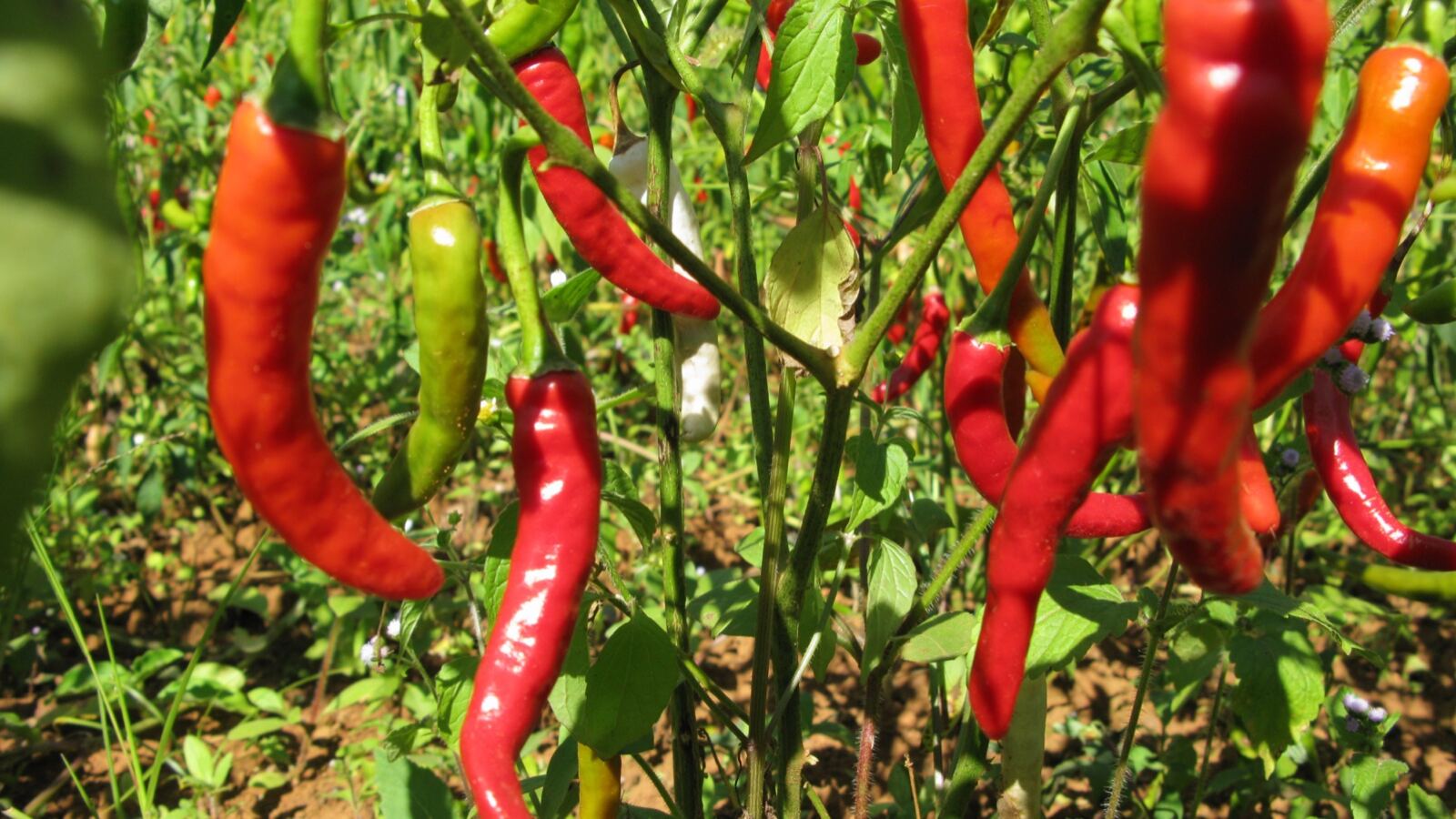 Ripening red and green chillies on a bushy capsicum plant