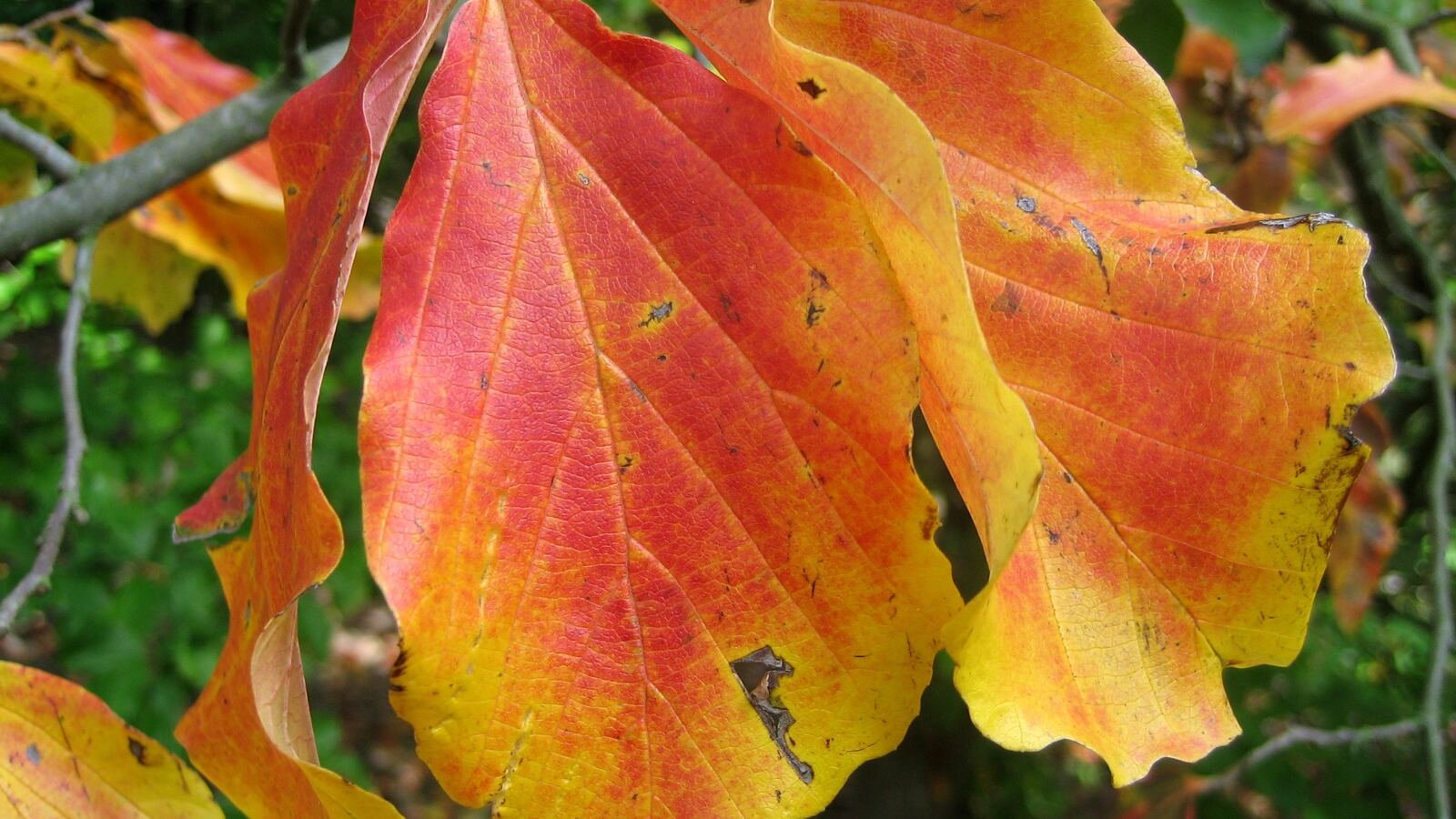 Persian ironwood foliage in blazing autumn colour above mottled flaking bark
