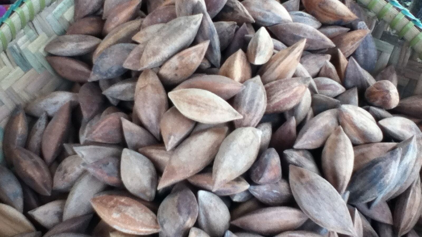 Pili nuts in and out of their hard black shells