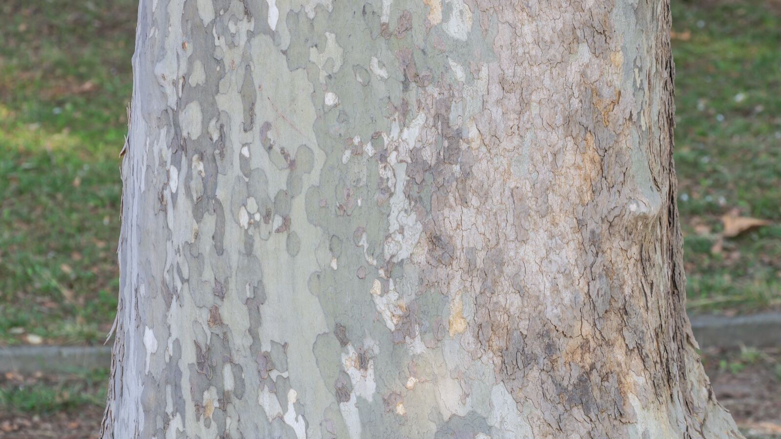 Mottled camouflage bark of a London plane peeling in patches from the trunk