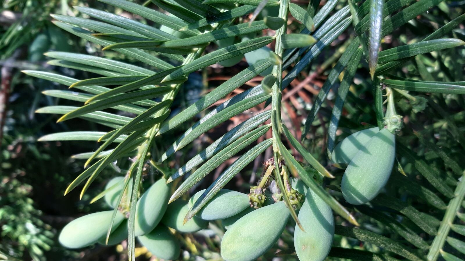 Plum-yew branch with dark needles and fleshy olive-like fruit