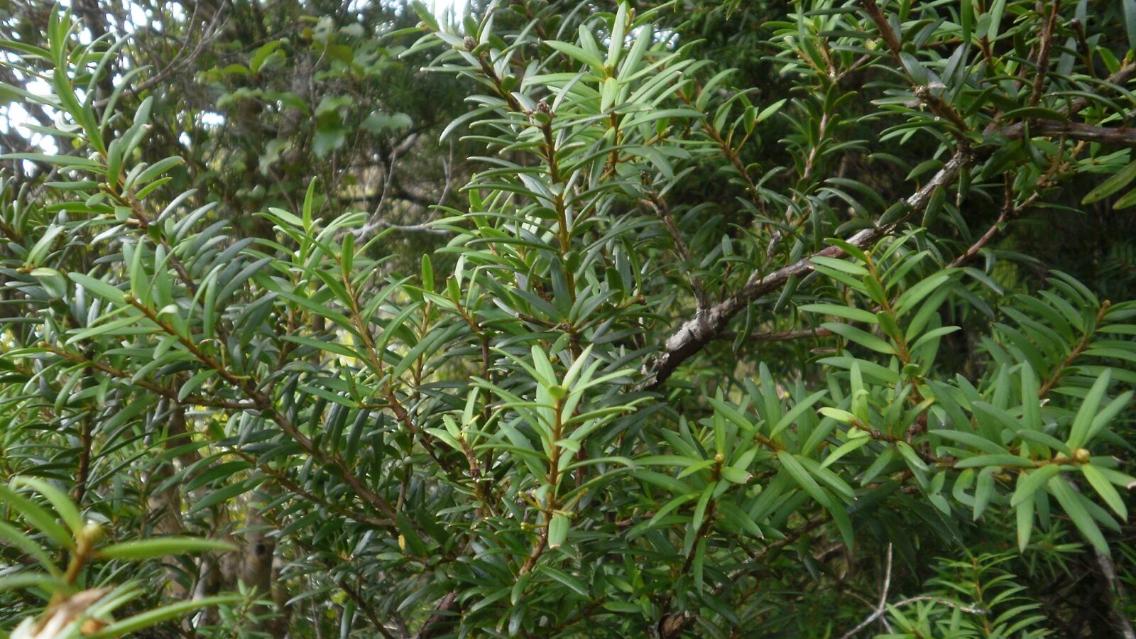 Podocarp foliage with fleshy red receptacles bearing seeds