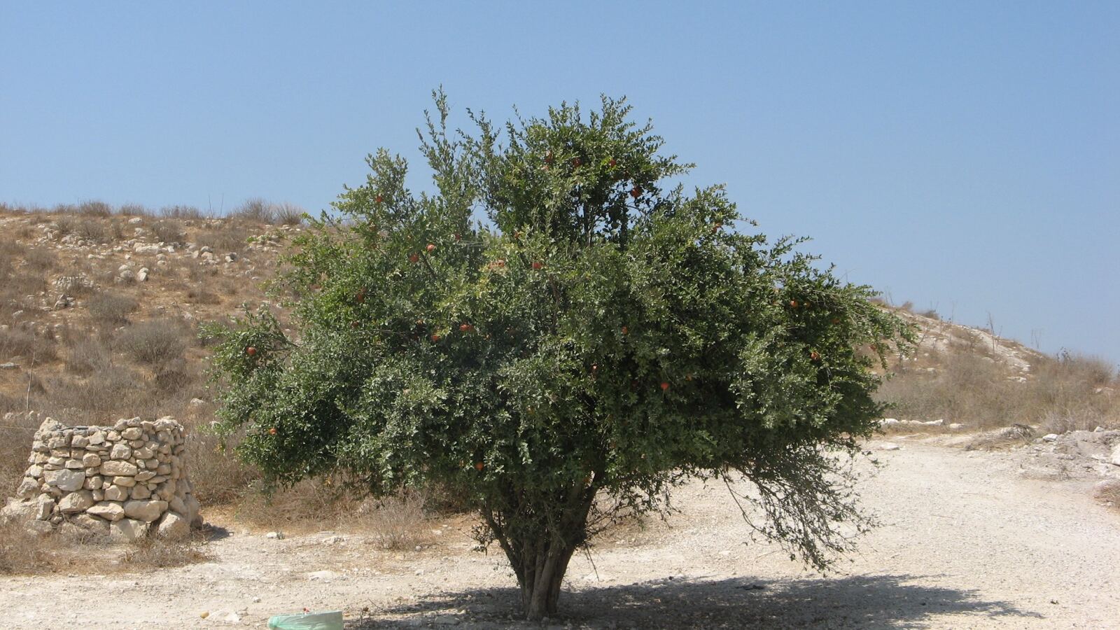 Ripe pomegranates splitting open on the branch to show red arils