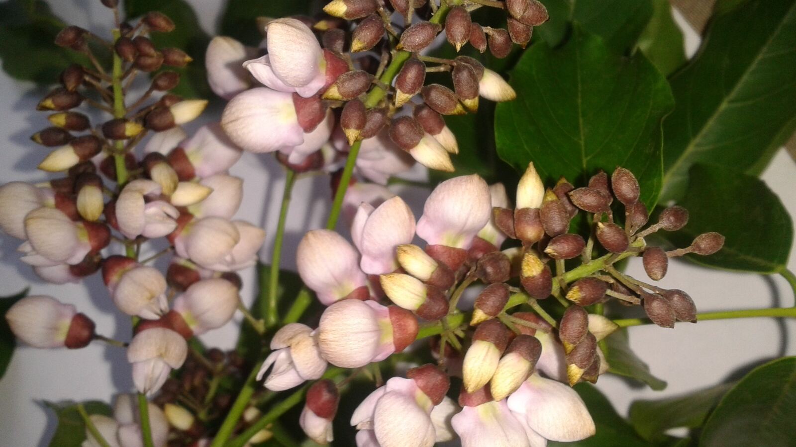 Pongamia tree with dense glossy foliage and hanging seed pods