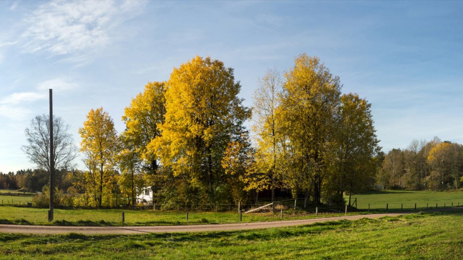 A stand of aspen with pale trunks and trembling leaves catching the light
