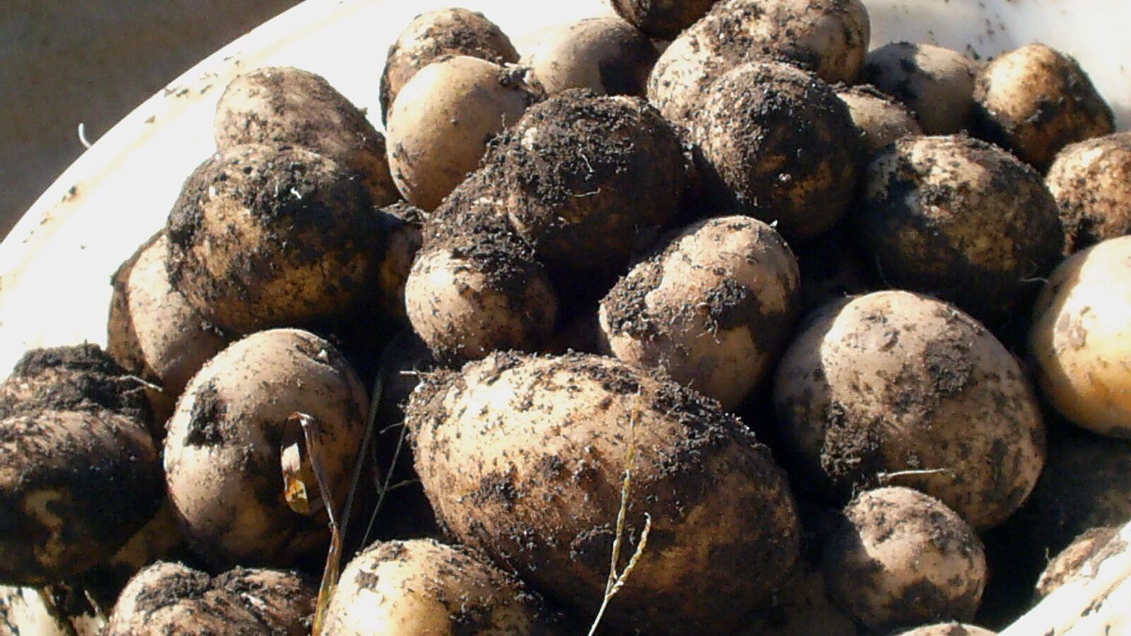 Freshly lifted potatoes on the soil beside the dug row and haulm