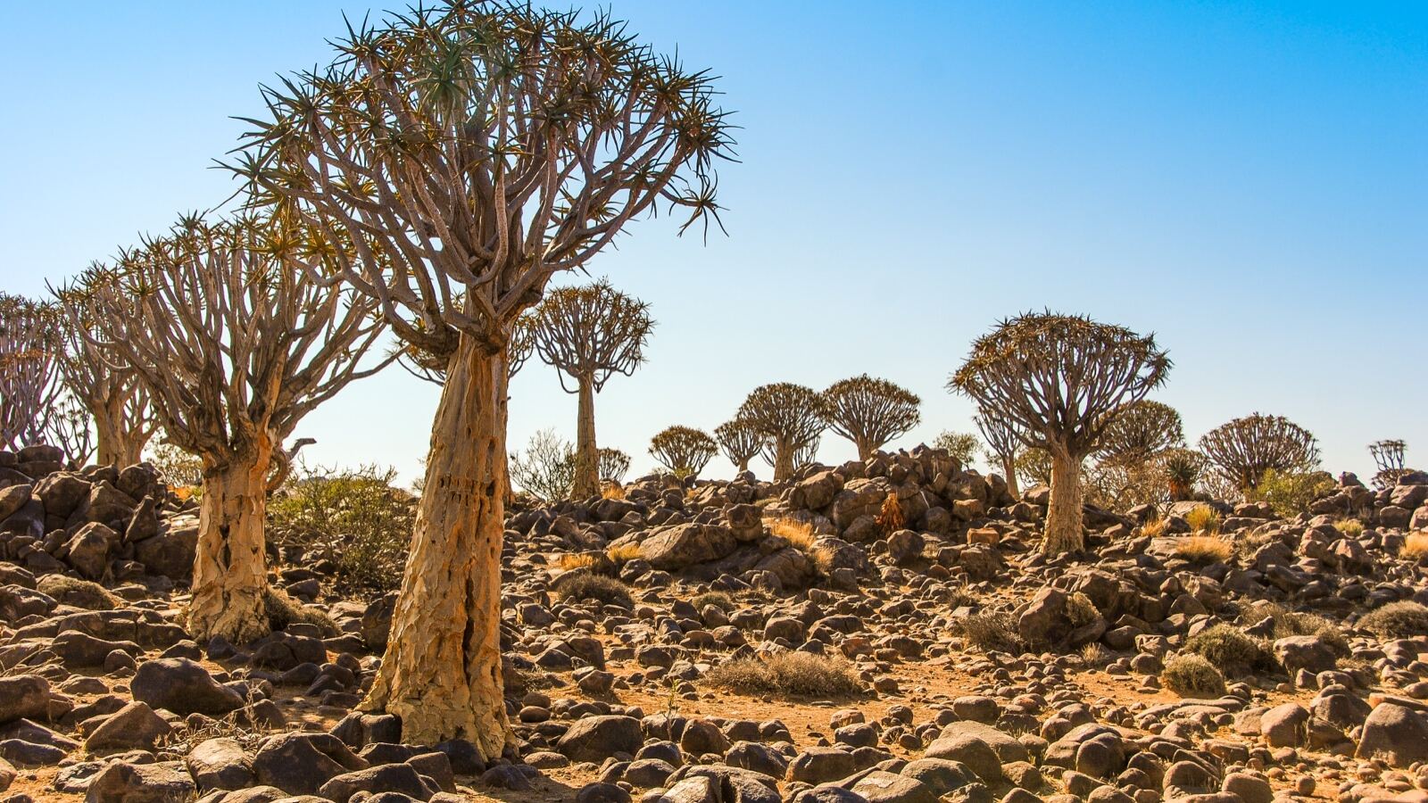 A quiver tree with a stout trunk and forked crown of aloe rosettes against desert sky