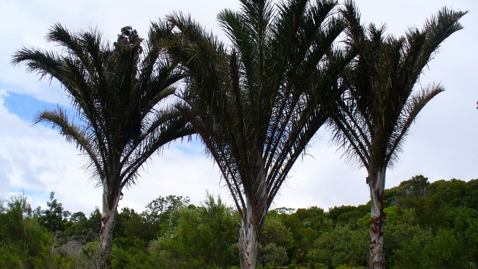 Enormous raffia palm fronds arching over a swamp