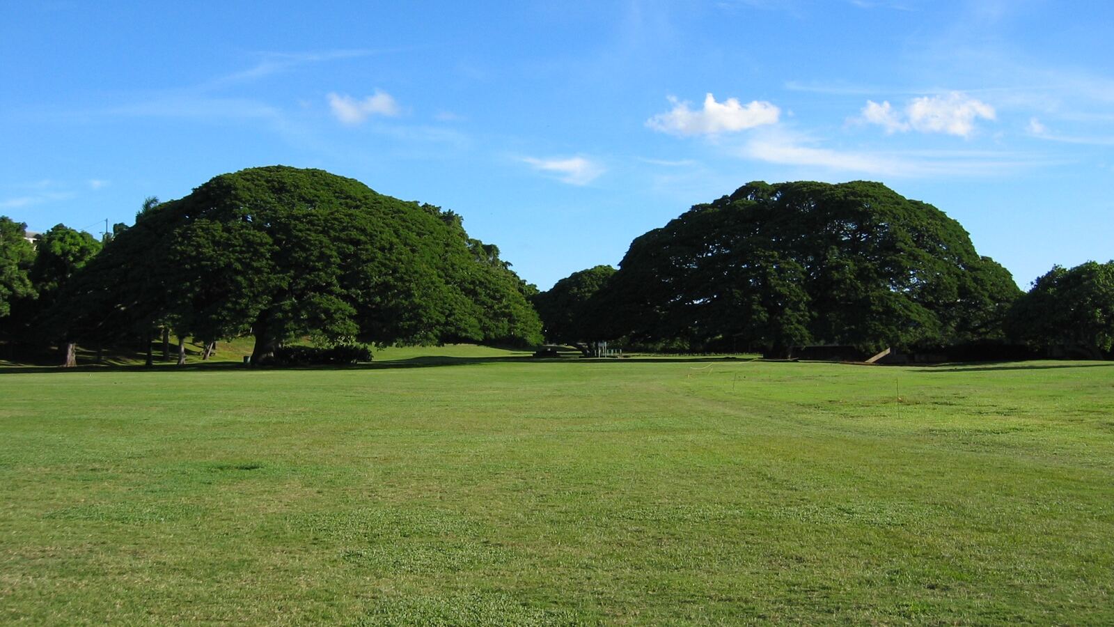 A huge rain tree with a broad flat umbrella-shaped canopy shading open ground