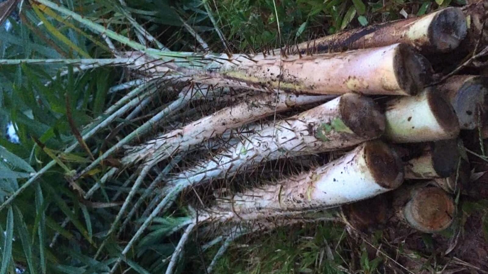 Coils of harvested rattan cane and a spiny climbing rattan stem in forest