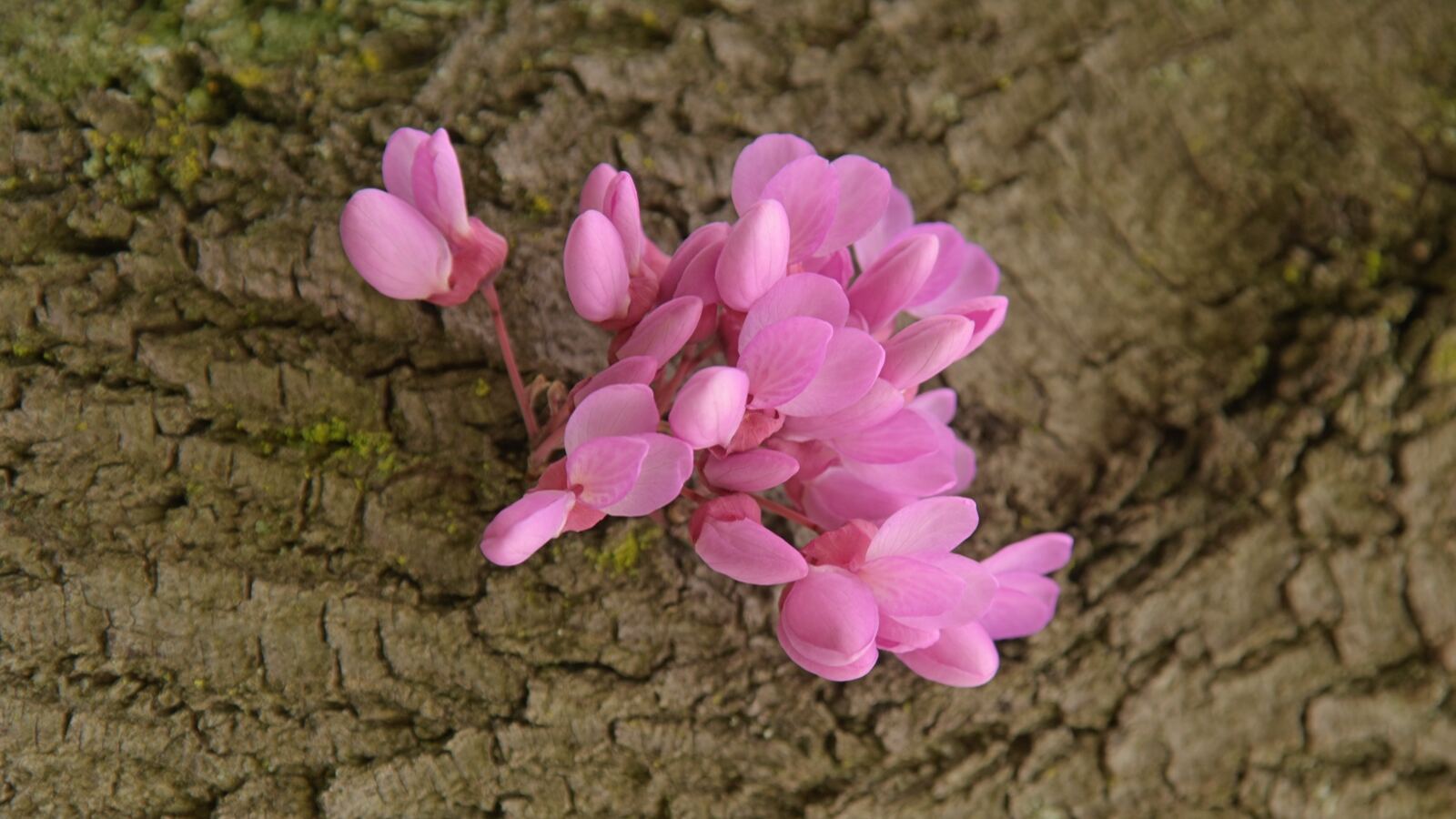 Redbud flowering directly on bare branches beside mitten-shaped sassafras leaves