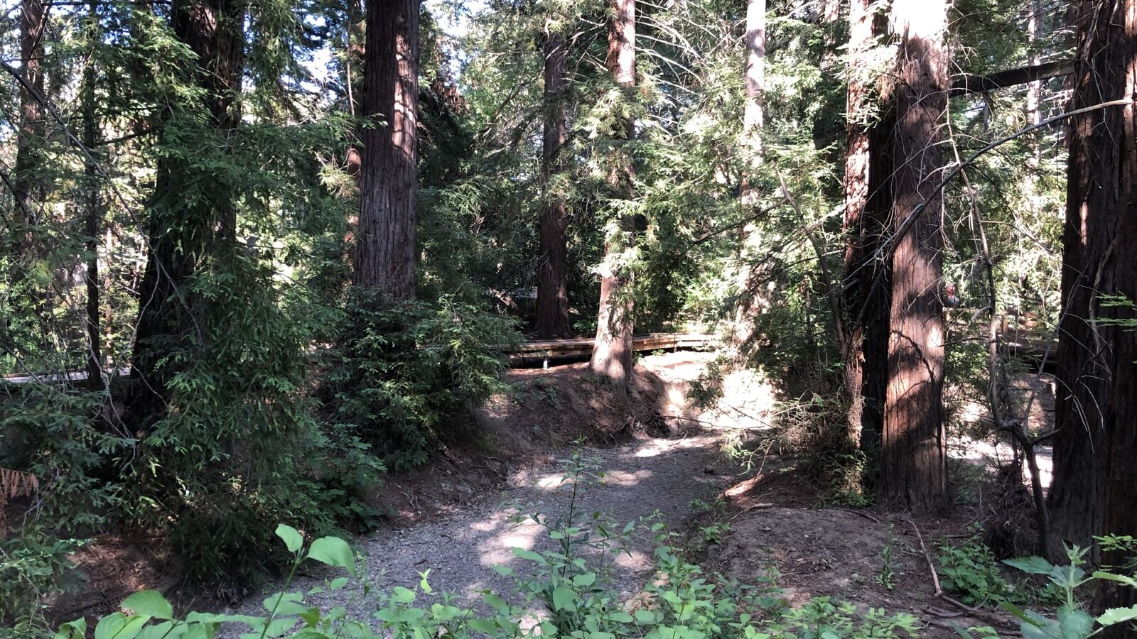 Towering coast redwood trunks with thick fibrous red bark receding into fog