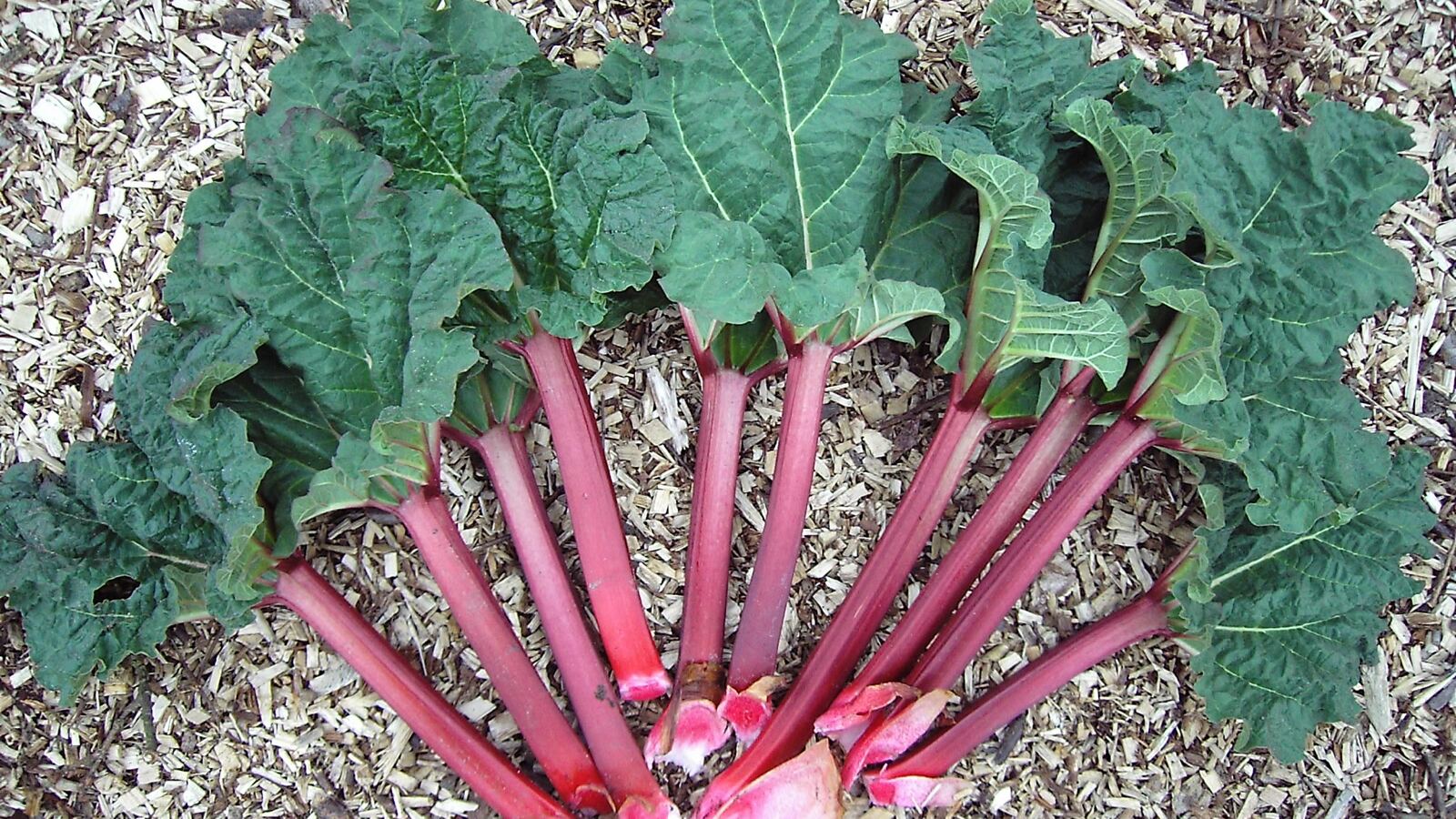 Red rhubarb stalks emerging from a crown with large green leaves