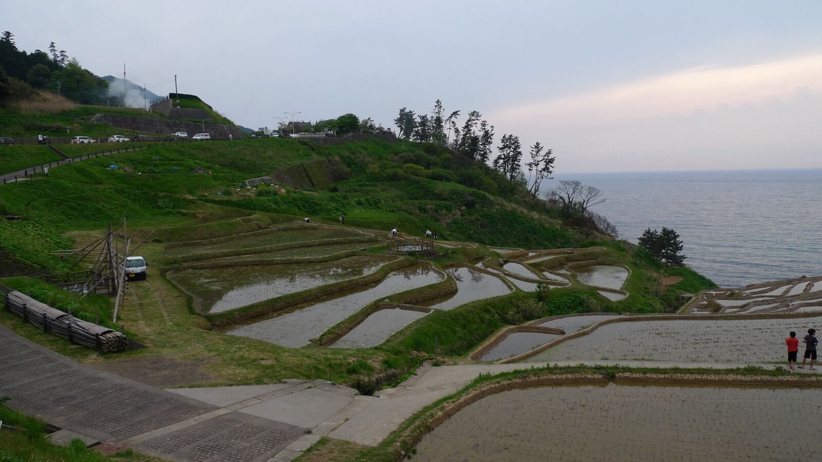 Terraced rice paddies with young green rice growing in shallow standing water