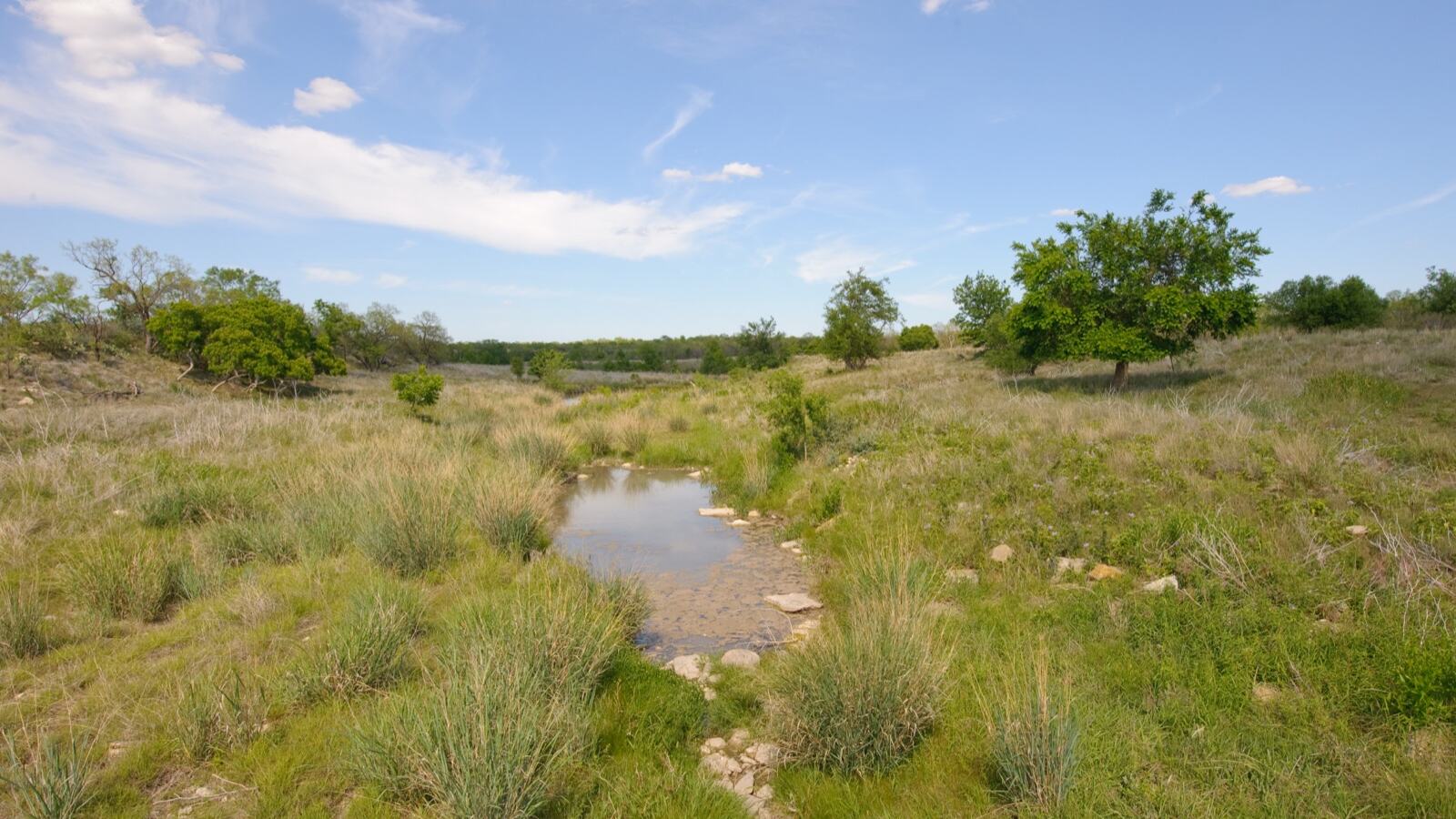 A wooded strip of trees and rough vegetation running along both banks of a small river