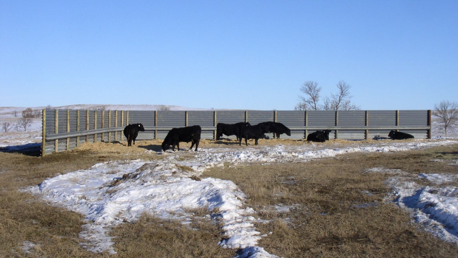 Cattle in a small temporary paddock beside a tall rested sward behind an electric fence