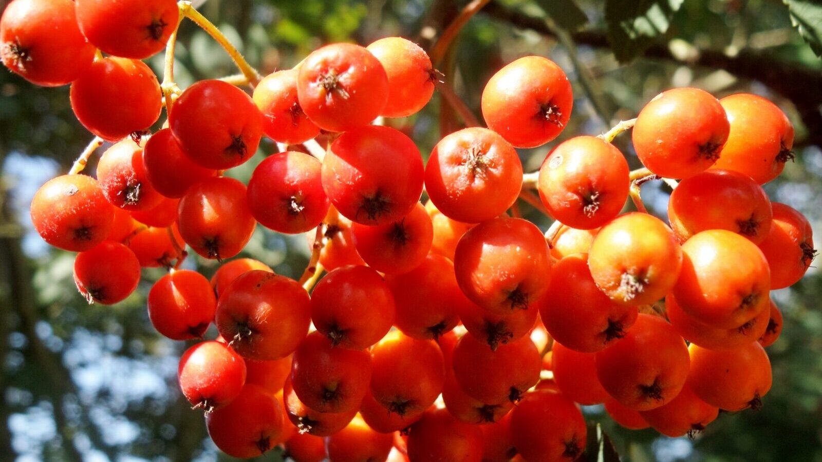 Rowan branches heavy with clusters of scarlet berries against pinnate leaves