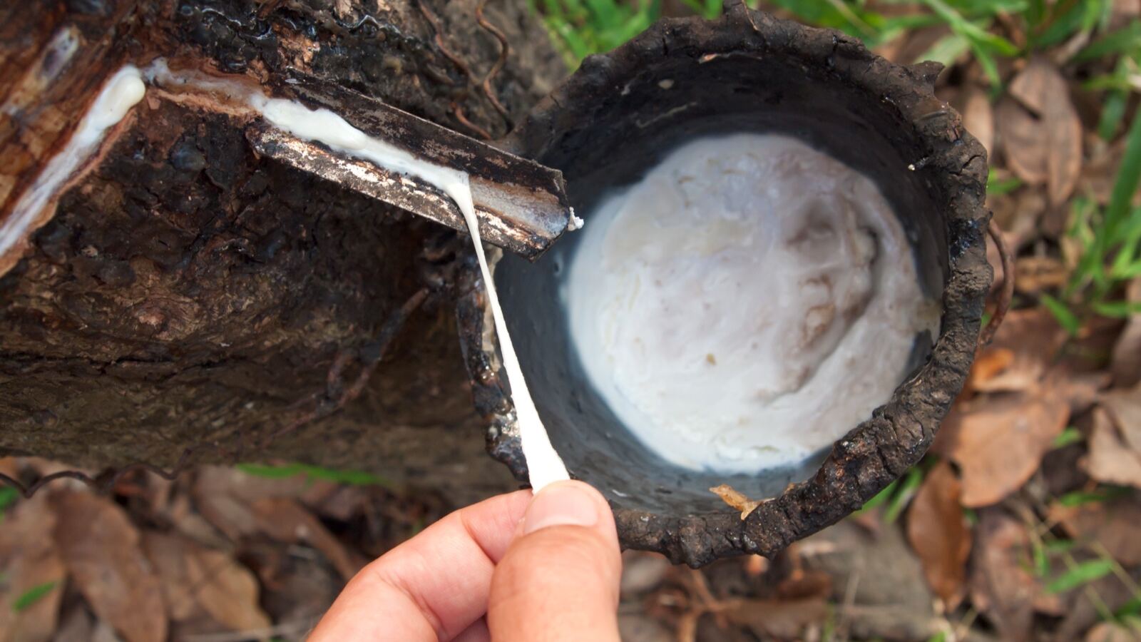 A rubber tree tapped with a spiral cut and latex dripping into a collection cup