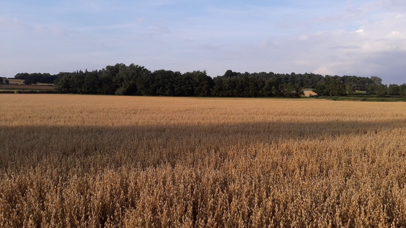 Rye and oat panicles ripening side by side in a field