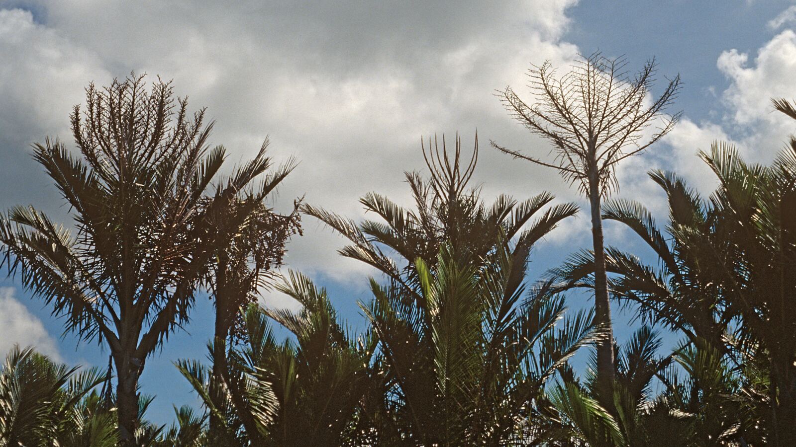 Sago palms growing in a freshwater swamp