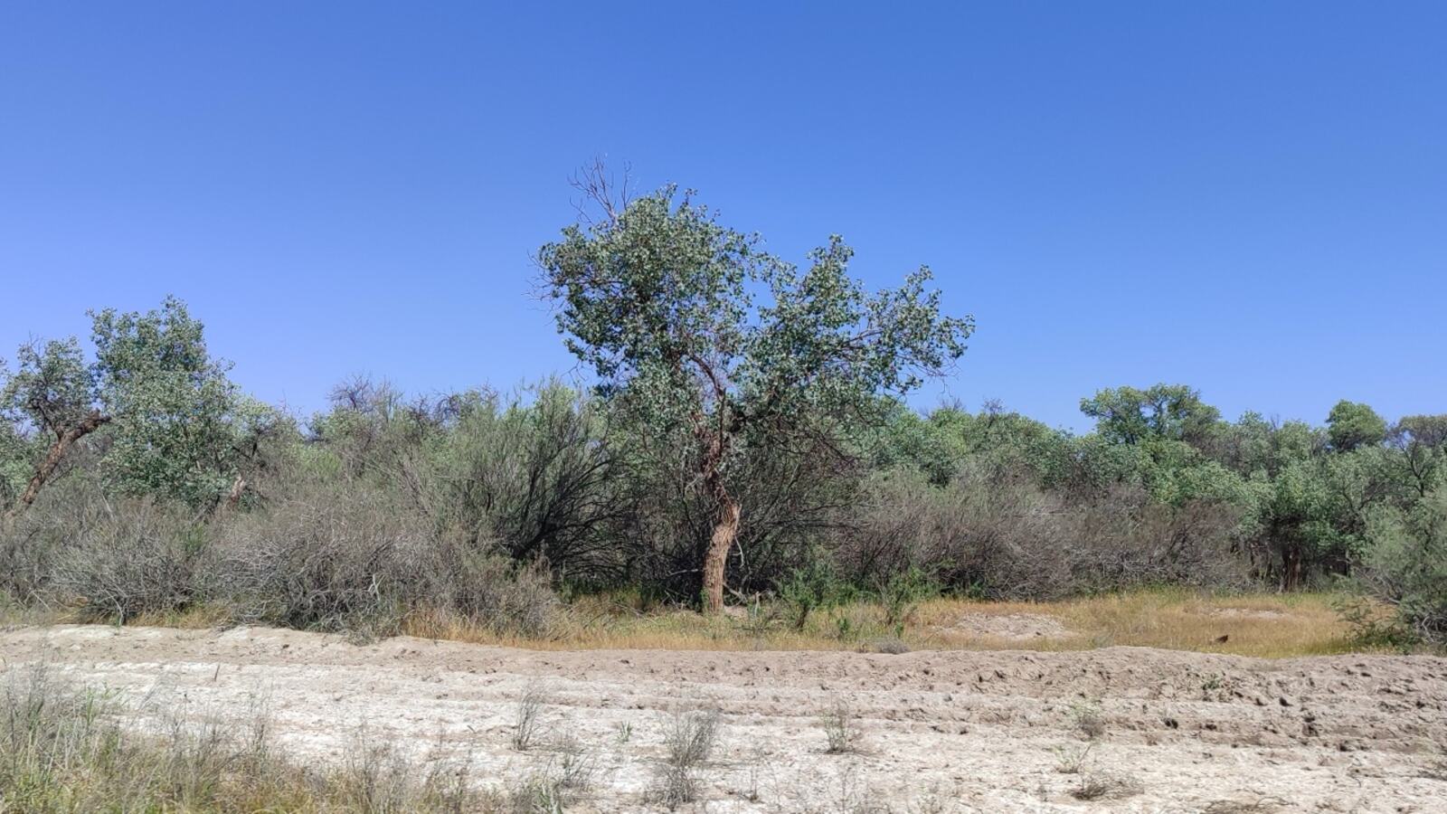 White salt crust forming on the surface of an irrigated field in a dry climate