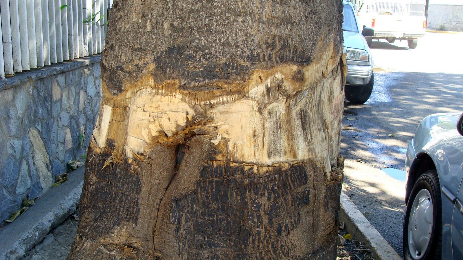 A sandbox tree trunk densely covered in sharp conical spines