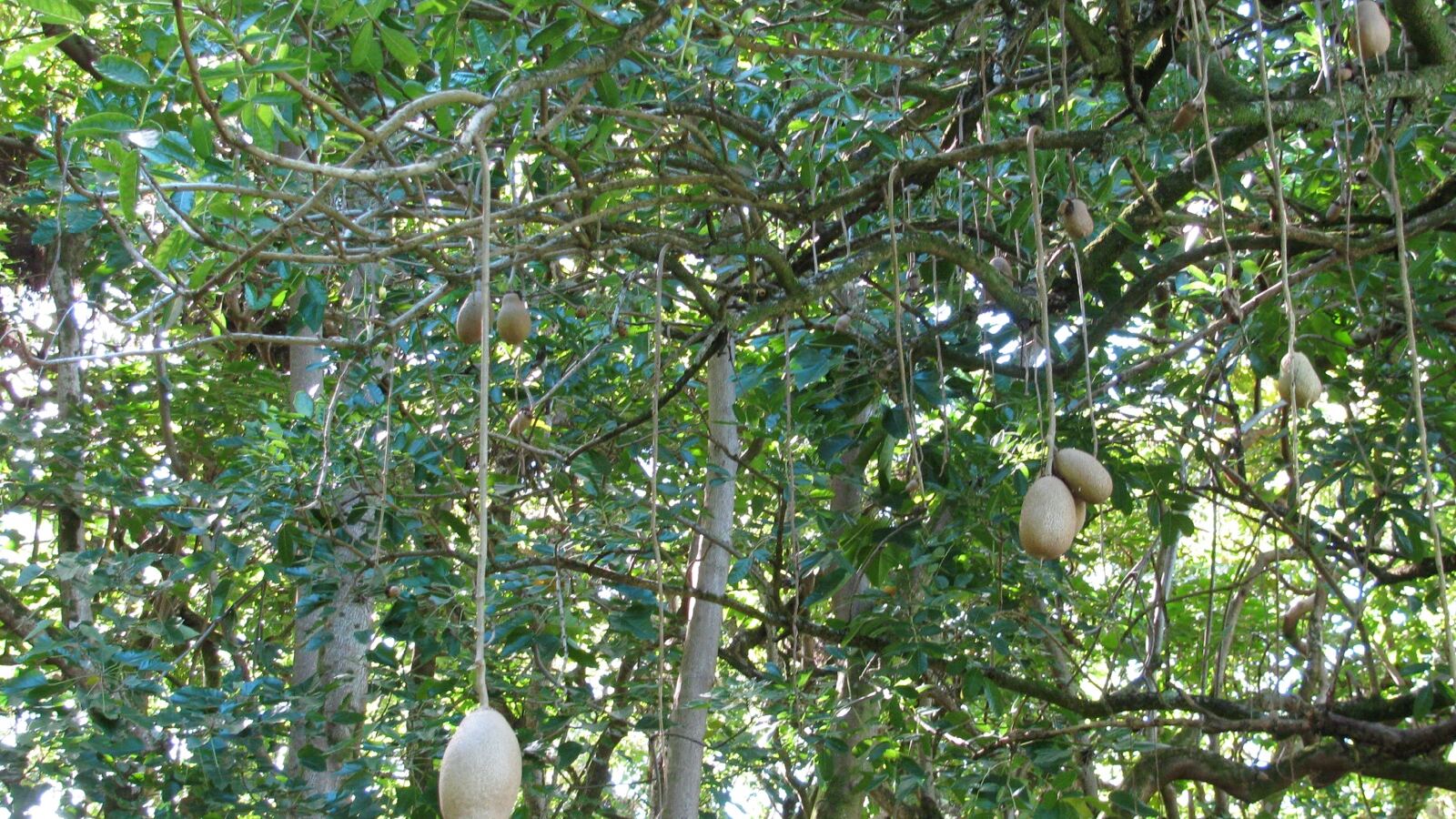 Large grey sausage-shaped fruits hanging on long stalks from a sausage tree