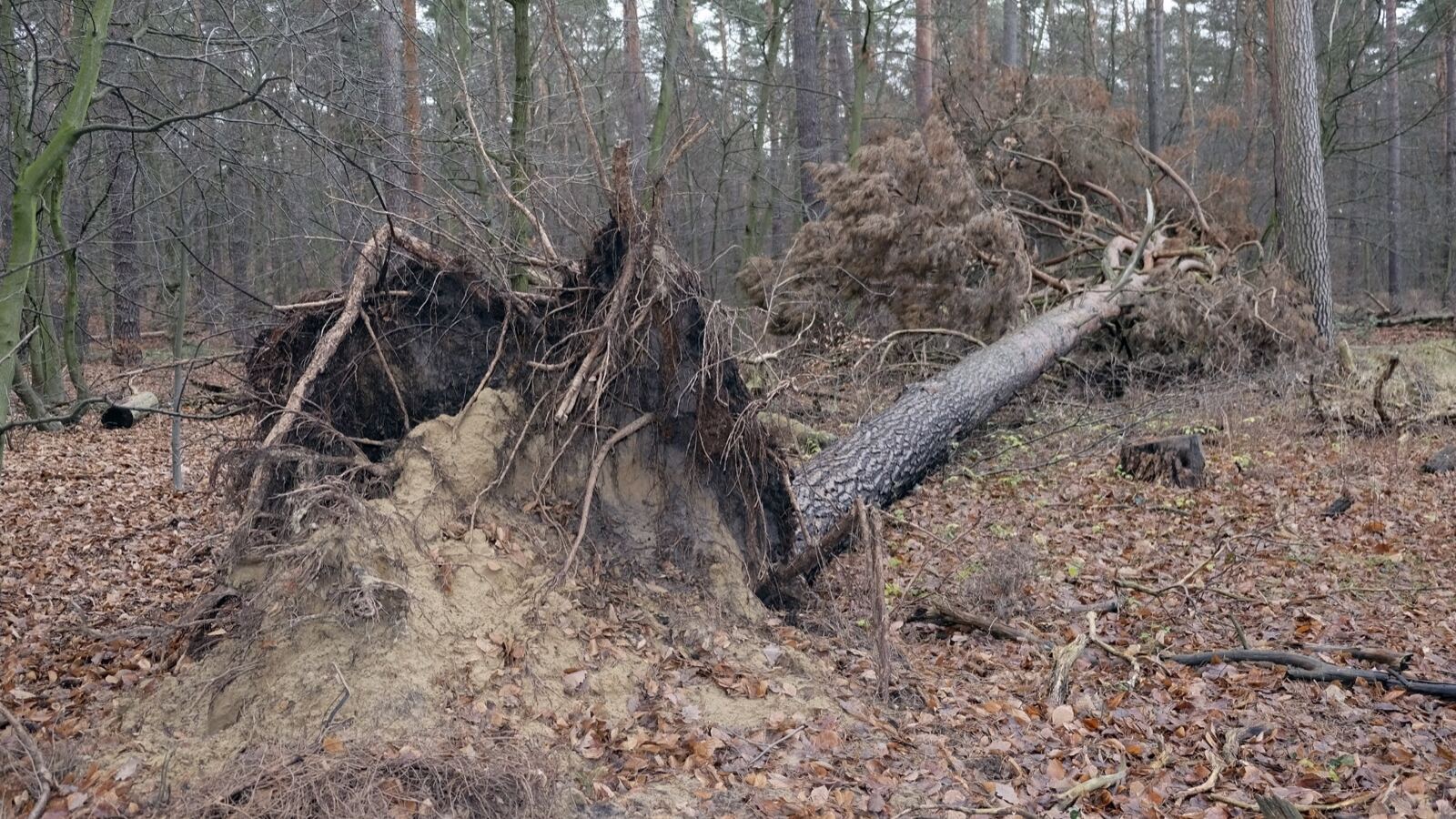 A mature Scots pine with orange upper bark and a broad flat crown