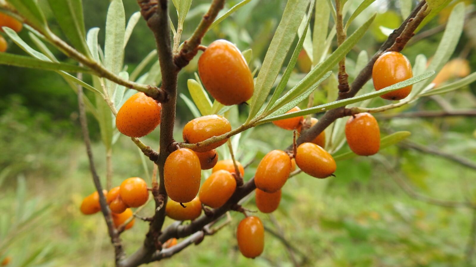 Dense orange sea buckthorn berries clustered along thorny silver-leaved stems