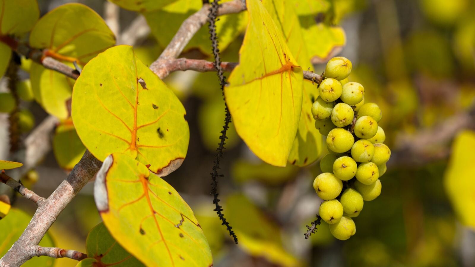 Sea grape with round leathery leaves and hanging clusters of green-purple fruit by a beach