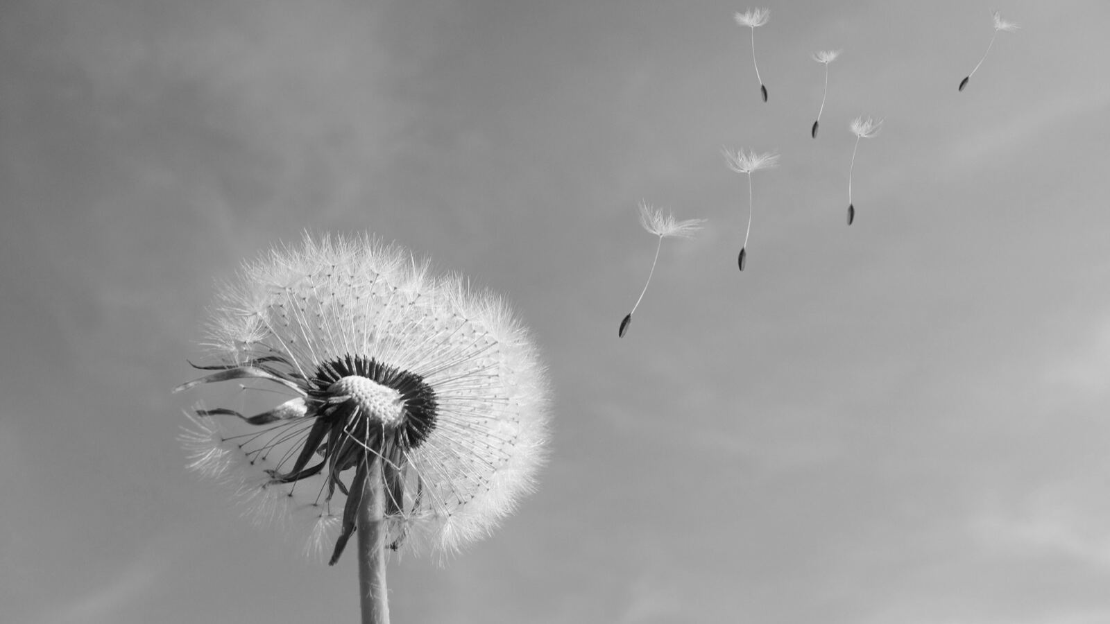 A dandelion seed head releasing parachuted seeds to the wind