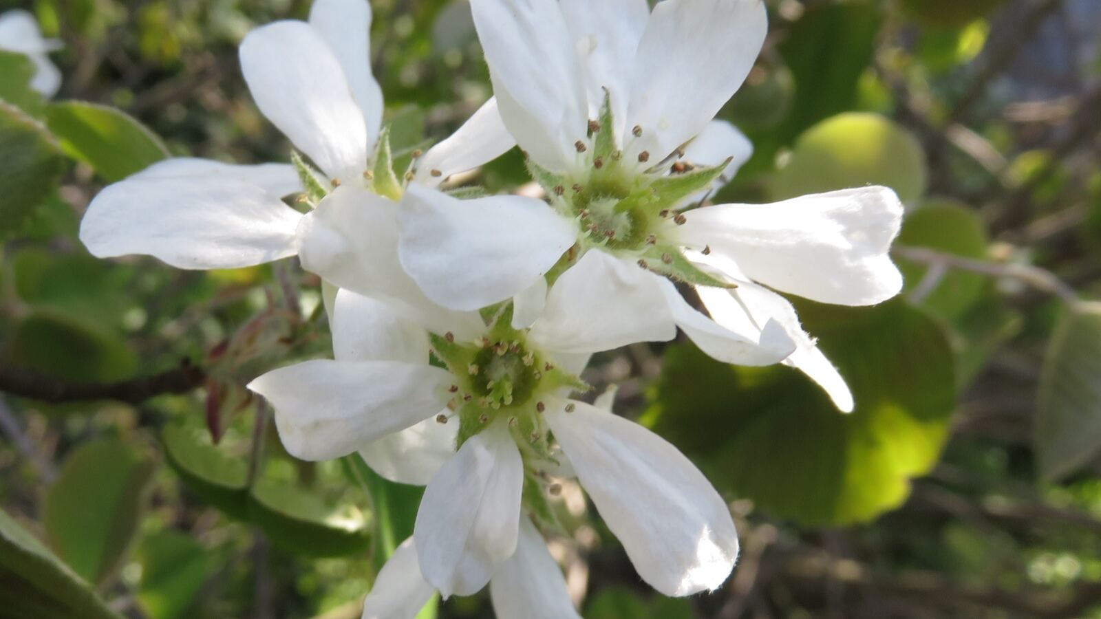 Serviceberry in white blossom on slender branches in early spring