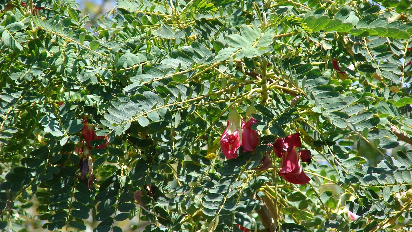 Large white sesbania (agati) flowers hanging among feathery foliage