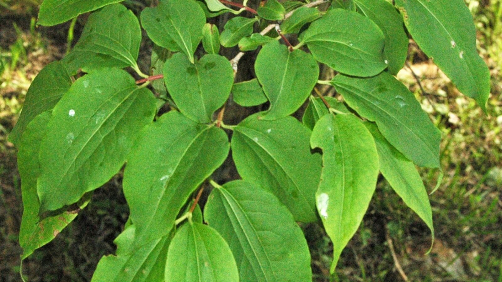 Seven-son flower with clusters of white flowers and, below, showy pink-red calyces