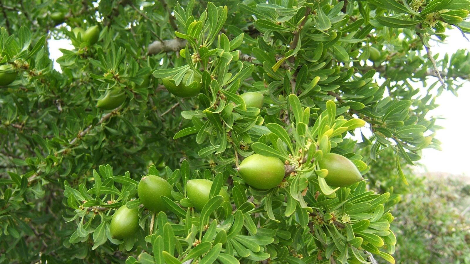 A spreading shea tree standing over cultivated ground in a farmed parkland