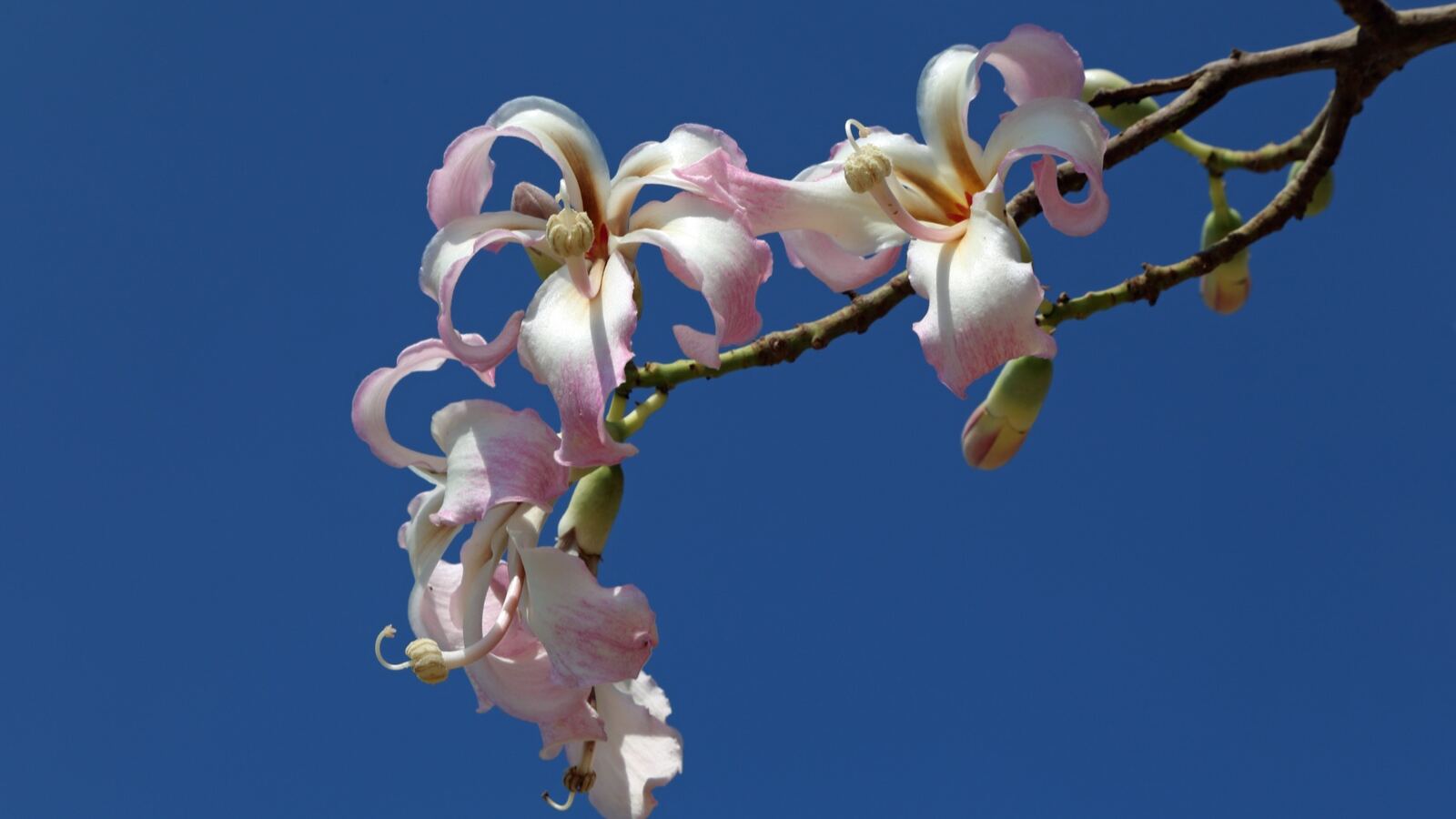 Silk-floss tree with pink flowers and a green trunk covered in stout conical spines