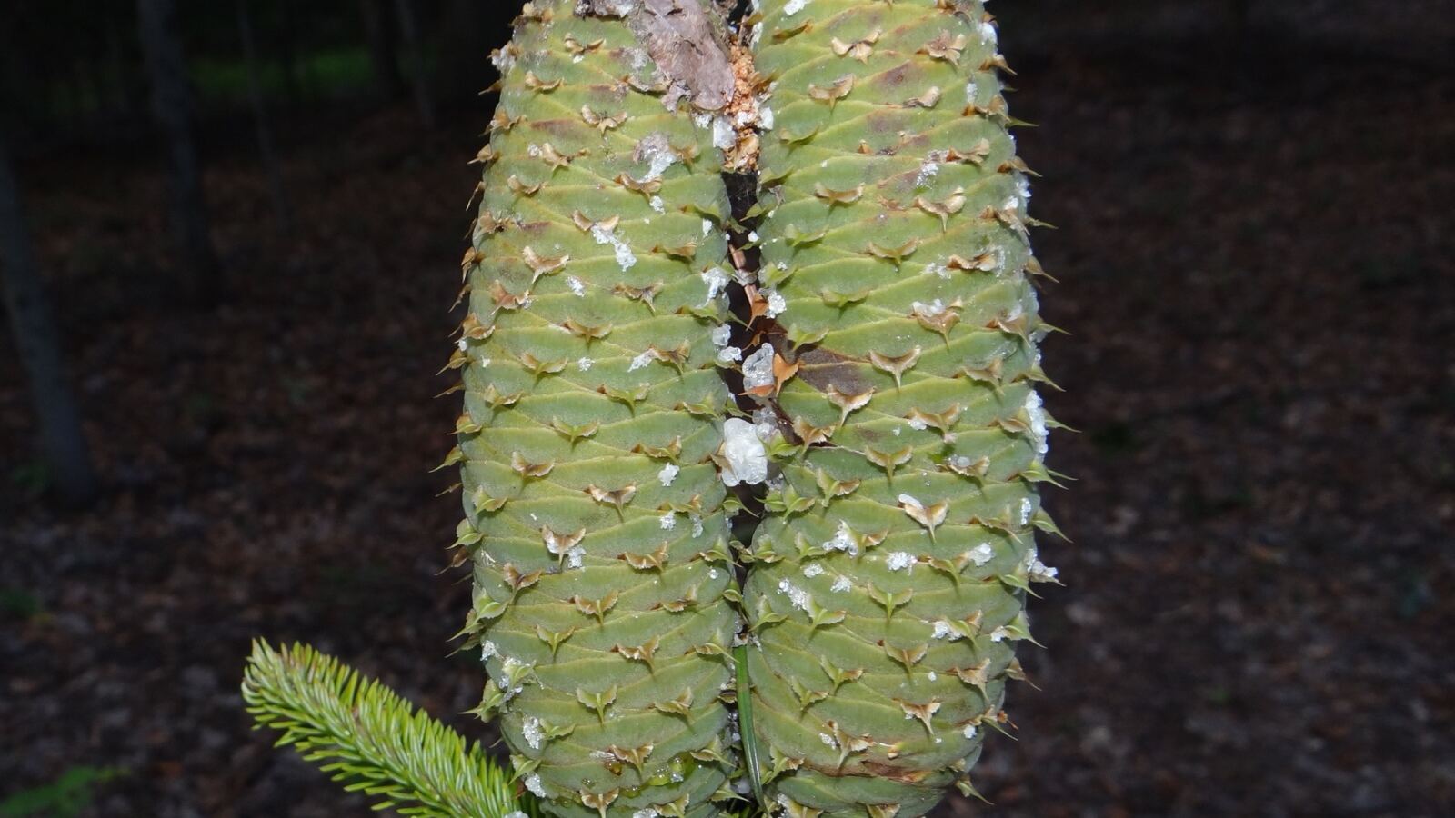 Upright silver fir cones standing on the branch among flat banded needles