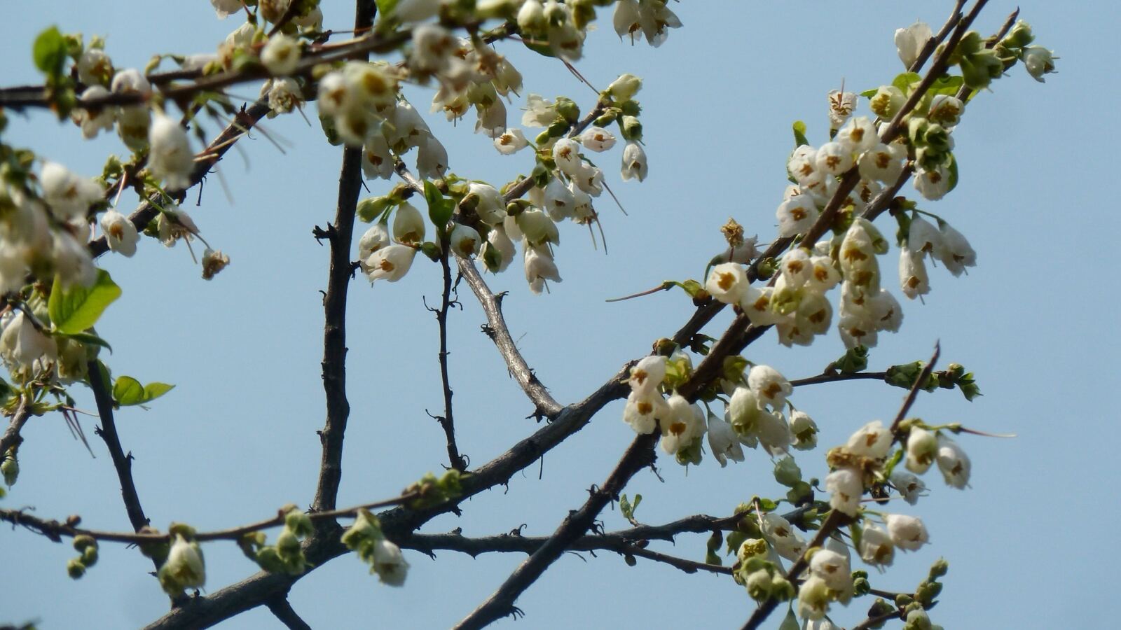 Halesia branch hung with rows of white bell-shaped flowers